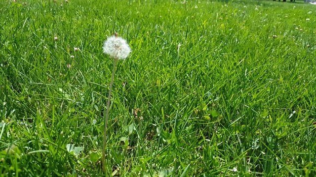 Selective focus on white fluffy dandelion flower swinging with the wind on green grasses