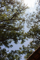 Sky beyond the trees