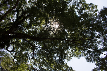 Sun covered by a tree