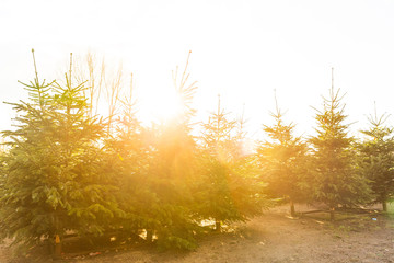 Christmas trees in bright sunlight ready to be sold.
