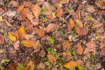 Abstract background of yellow autumn oak leaves lie curled up on the ground. Soft focus real forest. Habitat foliage