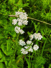 White yarrow flowers in the wild in the field.