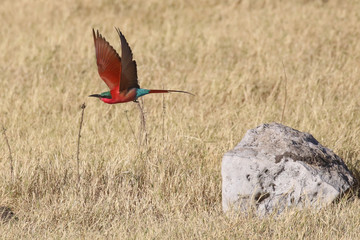 Carmine bee-eaters