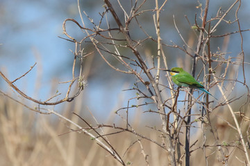 Swallow tailed African Bee-eater