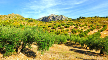 Olivos en el Parque Natural de la Subbetica cerca de Priego, provincia de Córdoba Andalucía...