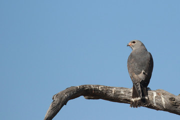 Fototapeta premium African Harrier Hawk