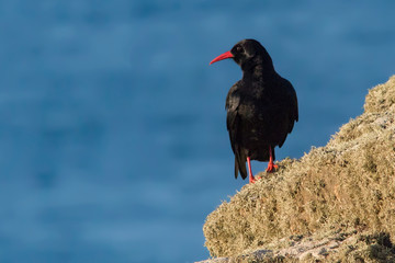 Cornish Chough on the Coast