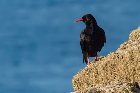 Cornish Chough on the Coast