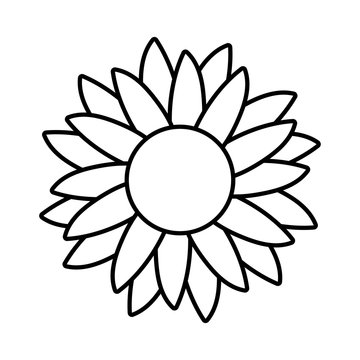 Isolated sunflower icon vector design