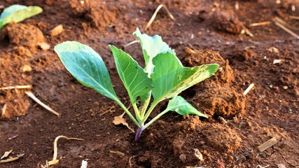 5 weeks old turnip seedlings