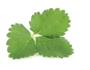 green strawberry leaf isolated on white background