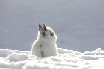 little white rabbit in the snow in winter