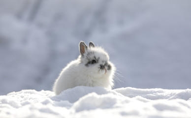 little white rabbit in the snow in winter