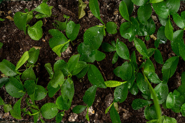 Seedlings in peat soil, background image. Copy paste