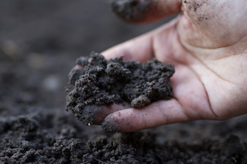 Expert hand exam a soil health before growing or sowing a seeds of vegetable, Gardening technical, Agriculture concept.