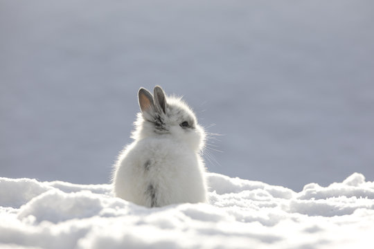 Little White Rabbit In The Snow In Winter