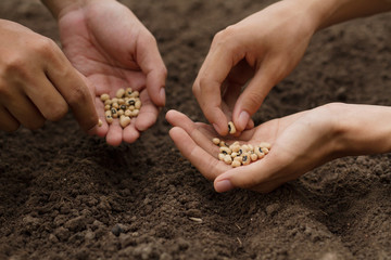 Hand sowing a seeds growing a vegetable or fruit at backyard garden. Gardening and Agriculture concept.