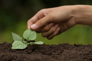 Hand Exam vegetable or plant health checking leaves at small garden, planting and plant or flower care concept.