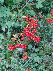 Obraz premium red berries on a bush