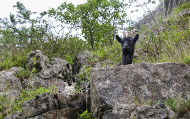 Feral Goat sticking his head over a rock at Cheddar Gorge in Somerset, UK.  The goats were introduced for conservation of the landscape