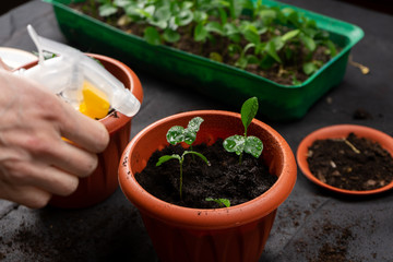 Girl watering seedlings planted in plastic flower pots. Growing seedlings.