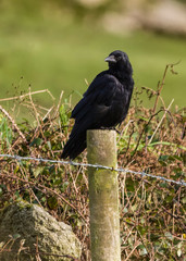 Crow on a Fence Post