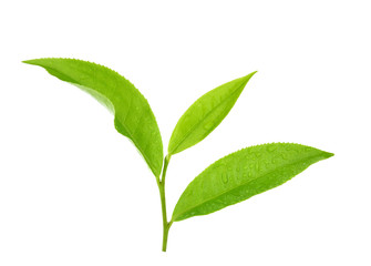 leaves Fresh green tea isolated on white background.