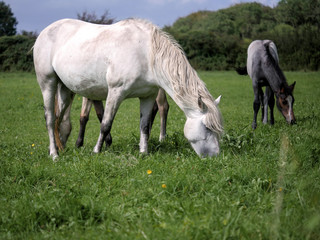 Fototapeta na wymiar Three gracious horses grazing green grass in a field, selective focus.