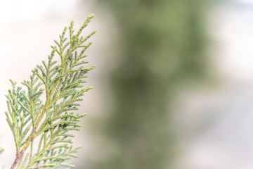 Closeup photo of green needle pine tree. Christmas decoration background. Blurred pine needles