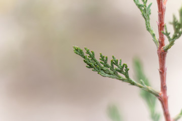 Closeup photo of green needle pine tree. Christmas decoration background. Blurred pine needles