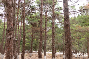 Beautiful autumn forest with Pine tree. Tree forest background