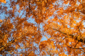 Fototapeta premium メタセコイア