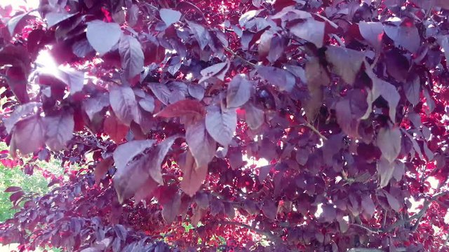 Wild plum tree branches swinging in the wind with sun rays shining through the red leaves. 