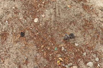 Brown soil texture .Cones on the ground. Beautiful background with pine. Fallen autumn cones.
