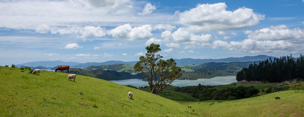 Coromandel New Zealand. North Island. Rolling Hills. Cows and sheep grazing. Panorama. Clouds. Landscapes.
