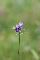 One violet flower while blossom