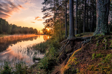 Sunrise over the lake. There is a pine forest on the shore. The roots of the outer trees are bare....
