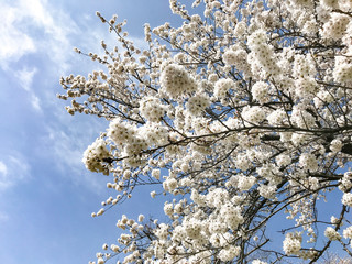 桜　春　満開　