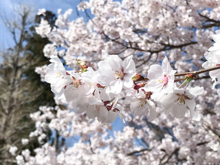 桜　春　満開　