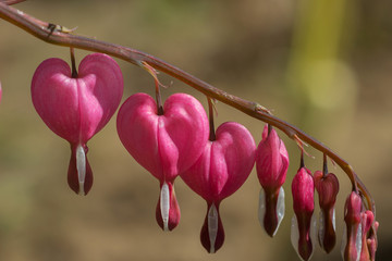Dicentra spectabilis pink bleeding hearts in bloom on the branches, flowering plant in springtime garden, romantic flowers, green leaves and stem.