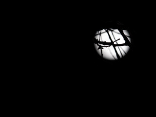 Fototapeta na wymiar Moon Illuminating Tree Branches at Night