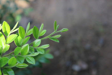 Leave of the Green plant. Green branch with leaves on dark background.