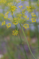 Yellow dill flowers