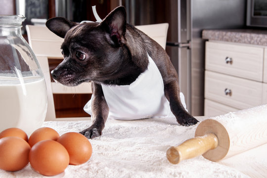 Black Dog Chihuahua Cooking Pie Wearing An Apron In The Kitchen