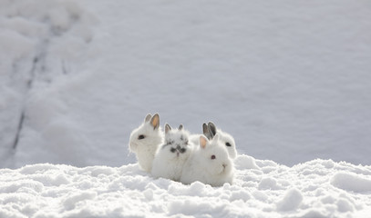 three little white rabbit in the snow in winter