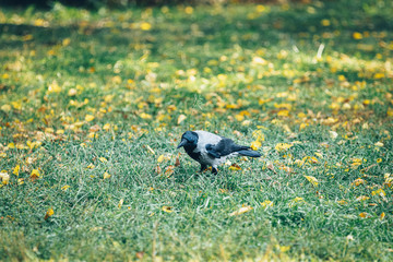 Hooded crow footpath in the city park lawn. Beautiful sunny autumn day. Close up, shallow depths of the field