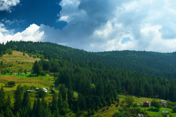 Obraz premium beautiful summer landscape, spruces on hills, cloudy sky and wildflowers - travel destination scenic, carpathian mountains