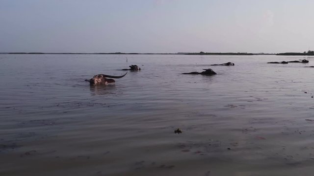 Water buffalo moving in the lake