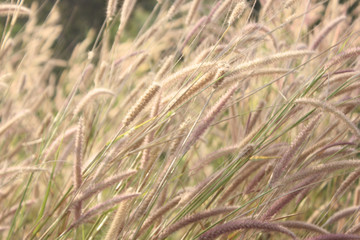 sensitive focus Foxtails of the genus Setaria are winter annual grasses.background sunset. desho grass, desho. One day in the evening, The grass is blown by the wind. 
