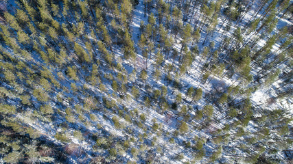 Top down view of the forest in winter. Winter landscape. Flying over winter pine forest. Top down view of high snowy trees. Trees in the snow.  Wild nature.